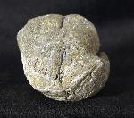 Paraspirifer bownockeri (STEWART 1927) - Bild &copy; FossNet FossilienStore